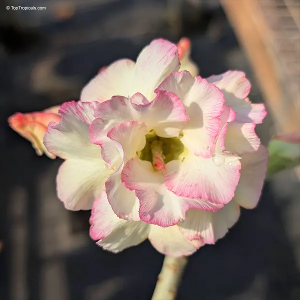 Rosey_Verity_Adenium_Obesum_Desert_Rose_Grafted_Flowers_Plant