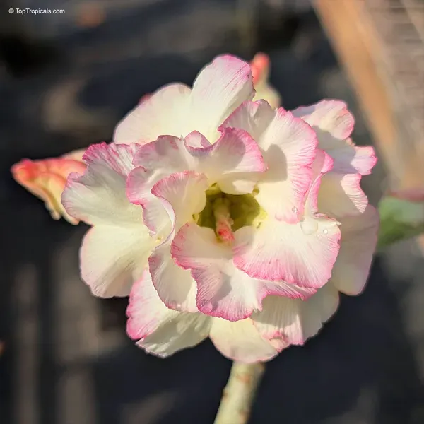 Rosey_Verity_Adenium_Obesum_Desert_Rose_Grafted_Flowers_Plant
