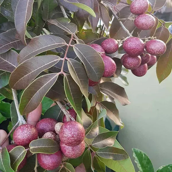 Ruby_Red_Plus_Dragon_Eye_Longan_Grafted_Fruit_Plant_1_2_Feet_Height