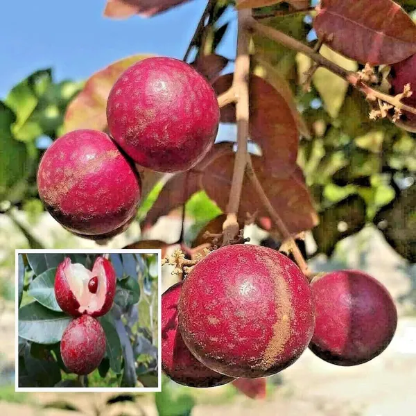 Ruby_Red_Plus_Dragon_Eye_Longan_Grafted_Fruit_Plant_1_2_Feet_Height