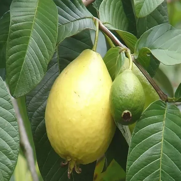 Mexican_Cream_Guava_Amrood_Layering_Grafted_Fruit_Plant_1_5_3_Feet_Height