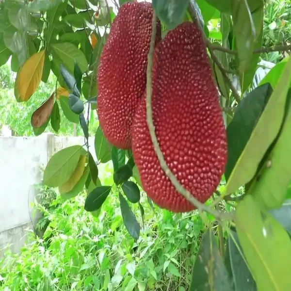 Thai_Pink_All_Season_Jackfruit_Panasa_Varikka_Katahal_Chakka_Grafted_Fruit