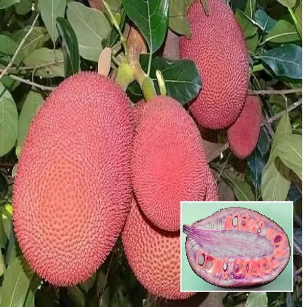 Thai_Pink_All_Season_Jackfruit_Panasa_Varikka_Katahal_Chakka_Grafted_Fruit