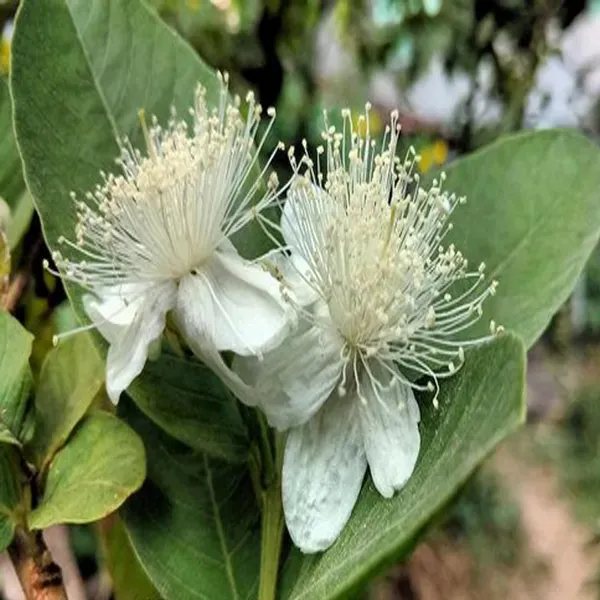 Allahabad_Safeda_Guava_Amrood_Layering_Grafted_Fruit_Plant_1_5_3_Feet_Heig