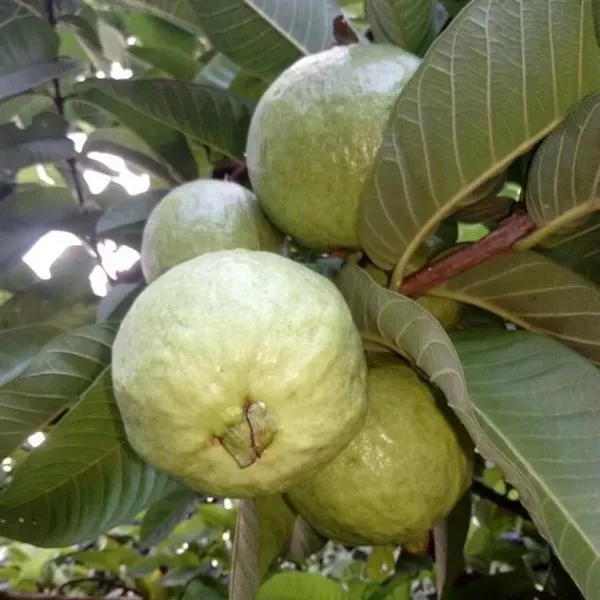Allahabad_Safeda_Guava_Amrood_Layering_Grafted_Fruit_Plant_1_5_3_Feet_Heig