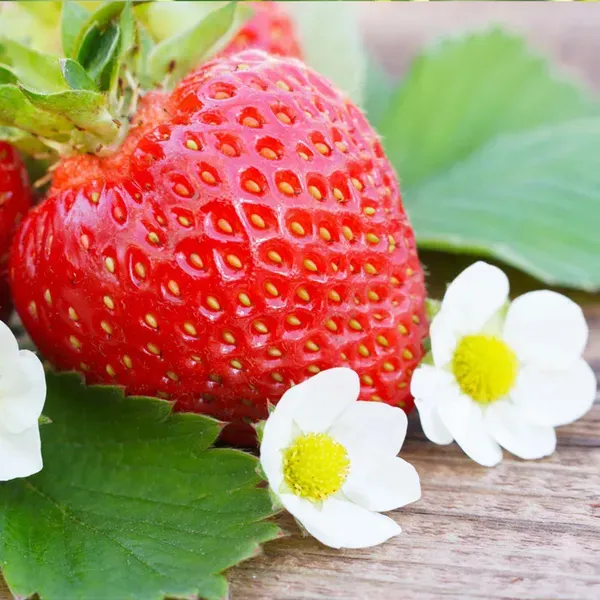 Strawberry_Fruit_Plant