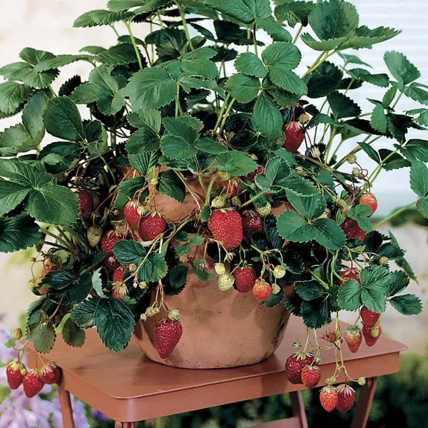 Strawberry_Fruit_Plant
