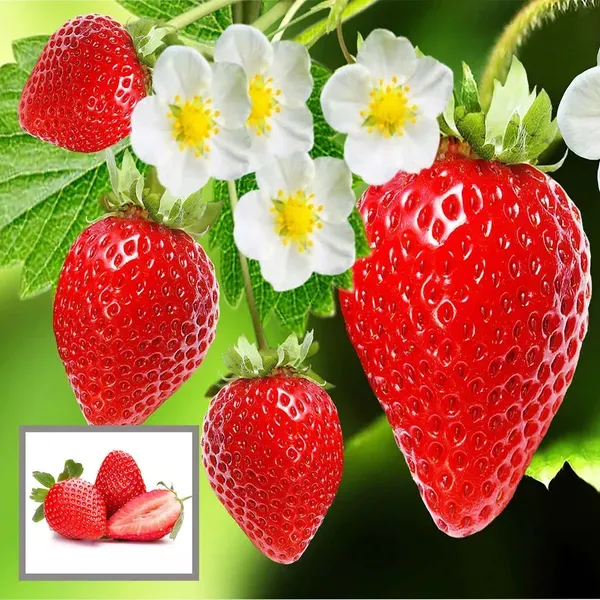 Strawberry_Fruit_Plant