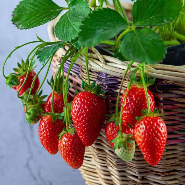 Strawberry_Fruit_Plant