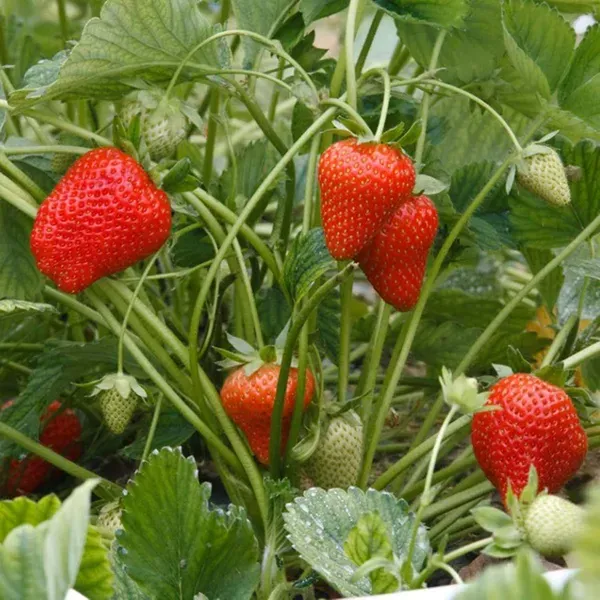 Strawberry_Fruit_Plant