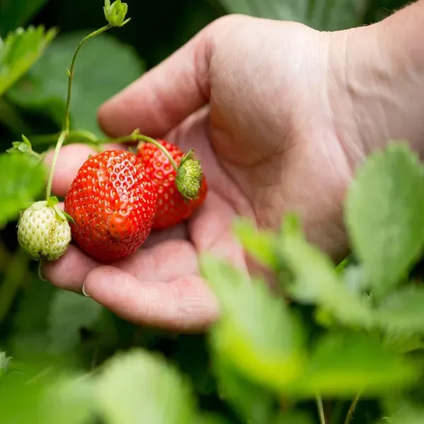 Strawberry_Fruit_Plant