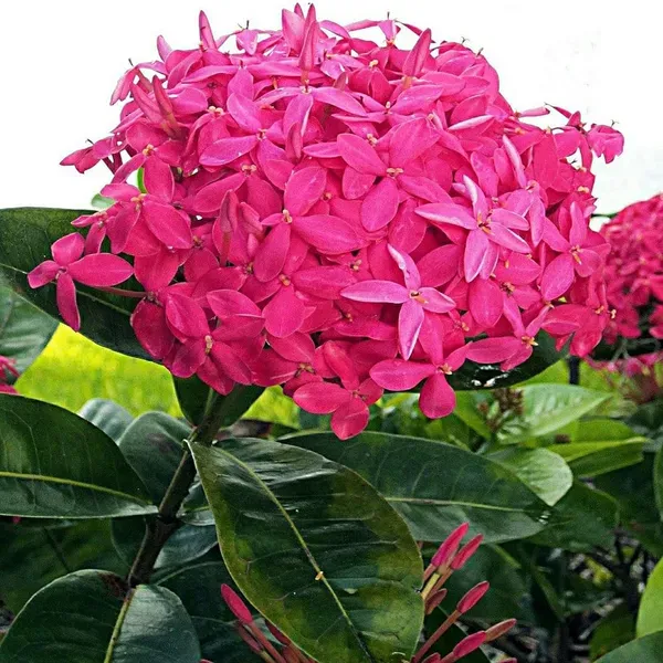 Pink_Colour_Ixora_Rukmini_Rangan_Flower_Shrubs_Plant_1_5_3_Feet_Height