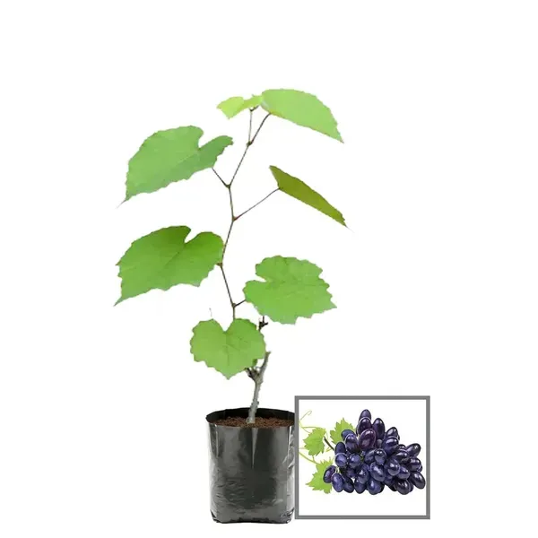 Black_Sharad_Seedless_Grapes_Angoor_Layering_Grafted_Fruit_Plant
