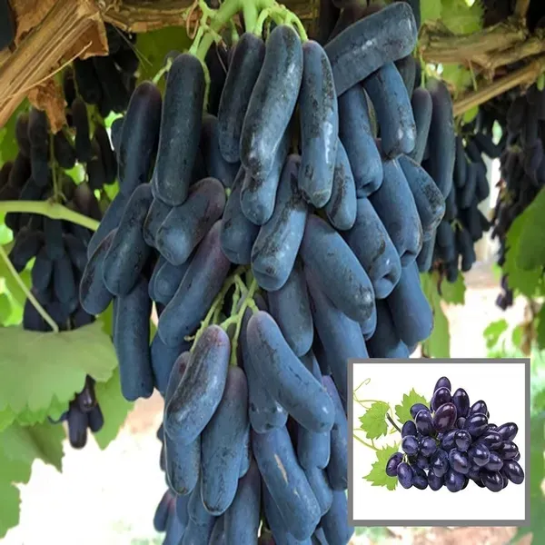 Black_Sharad_Seedless_Grapes_Angoor_Layering_Grafted_Fruit_Plant