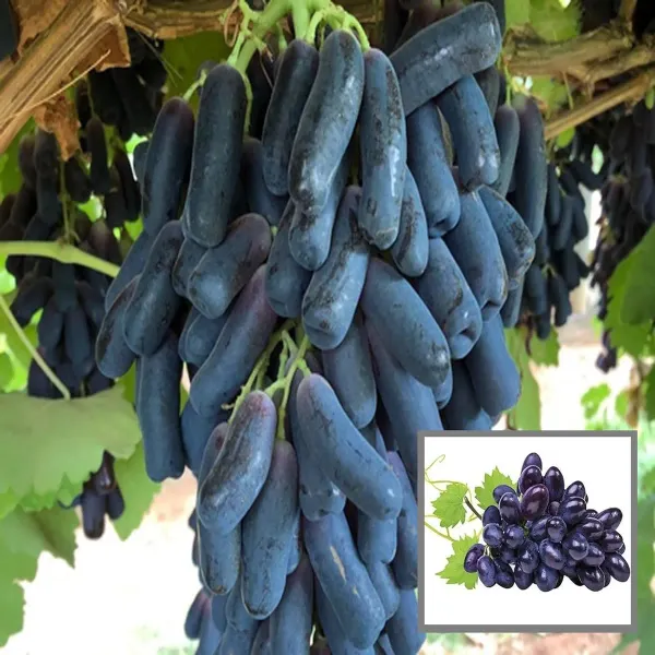 Black_Sharad_Seedless_Grapes_Angoor_Layering_Grafted_Fruit_Plant