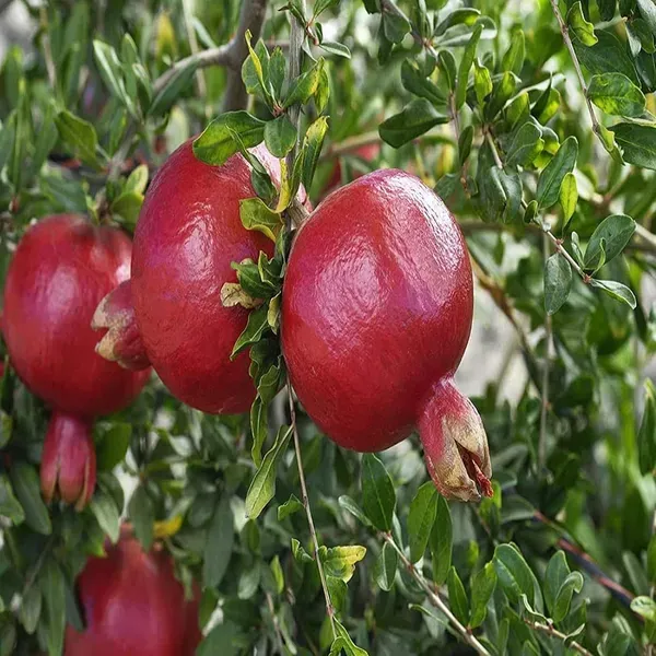 Ruby_Hybrid_Pomegranate_Anar_Layering_Grafted_Fruit_Plant_1_5_3_Feet_Heigh