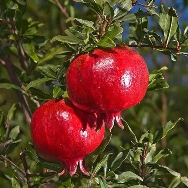 Ruby_Hybrid_Pomegranate_Anar_Layering_Grafted_Fruit_Plant_1_5_3_Feet_Heigh