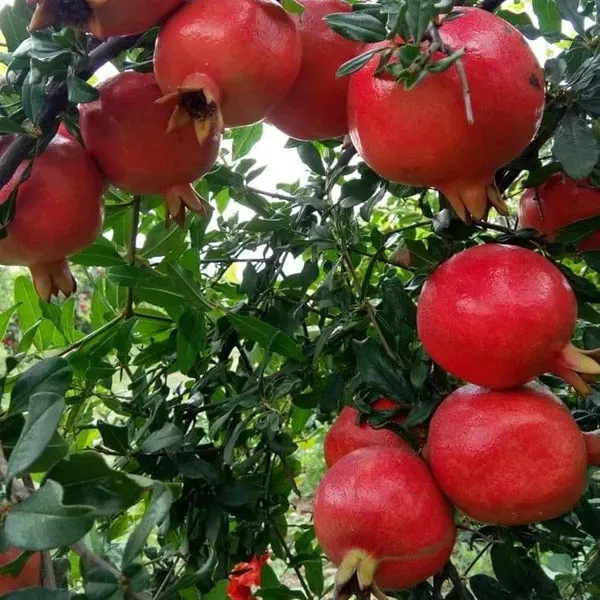 Ruby_Hybrid_Pomegranate_Anar_Layering_Grafted_Fruit_Plant_1_5_3_Feet_Heigh