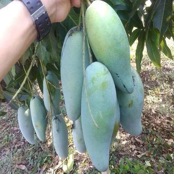 Thai_Kujai_Qjai_Mango_Aam_Grafted_Fruit_Plant_1_5_3_Feet_Height
