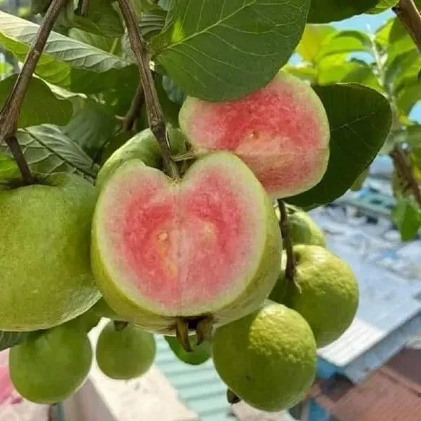 Madhuri_Guava_Amrood_Layering_Grafted_Fruit_Plant_1_5_3_Feet_Height