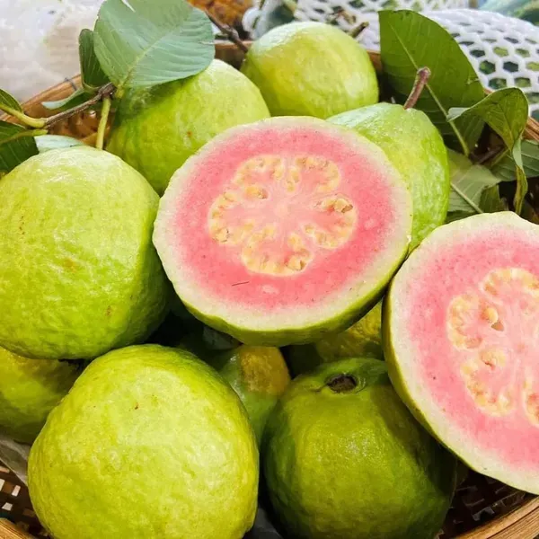 Madhuri_Guava_Amrood_Layering_Grafted_Fruit_Plant_1_5_3_Feet_Height