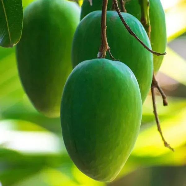 Jardalu_Mango_Aam_Grafted_Fruit_Plant_1_5_3_Feet_Height