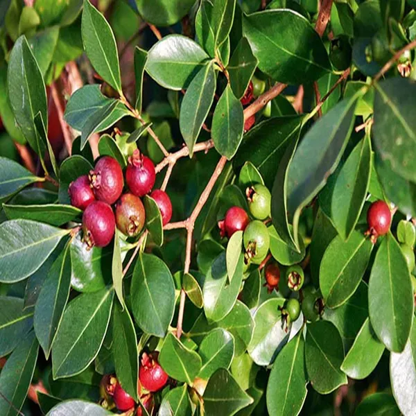 Red_Strawberry_Guava_Amrood_Layering_Grafted_Fruit_Plant_1_5_3_Feet_Height