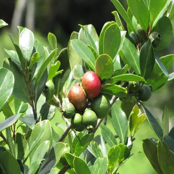 Red_Strawberry_Guava_Amrood_Layering_Grafted_Fruit_Plant_1_5_3_Feet_Height