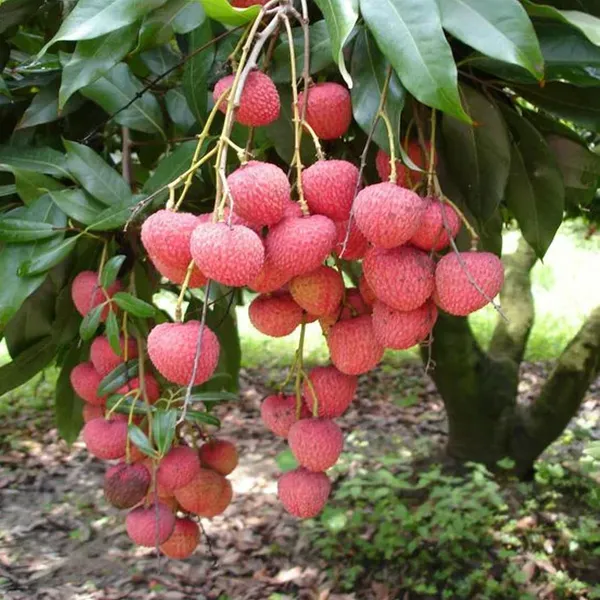 Early_Seedless_Litchi_Fruit_Plant_1_5_2_Feet_Height