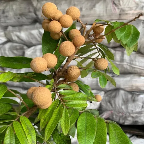 Kohala_Hawaii_Dragon_Eye_Longan_Grafted_Fruit_Plant_1_2_Feet_Height