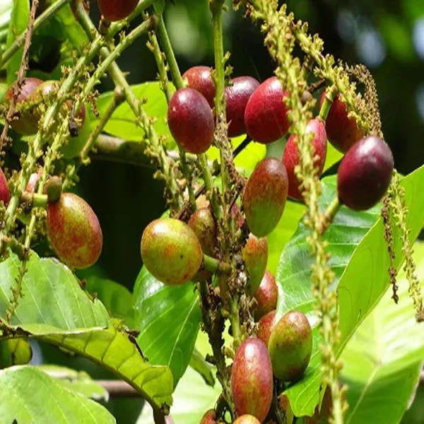 Purple_Matoa_Fruit_Plant_1_5_3_Feet_Height