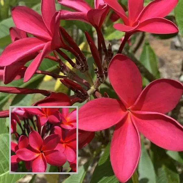 Red_Colour_Kat_Chapa_Champa_Plumeria_Flower_Plant_1_2_Feet_Height