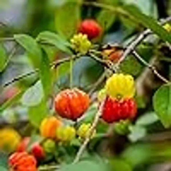 Surinam_Cherry_Cherries_Layering_Grafted_Fruit_Plant_1_2_Feet_Height