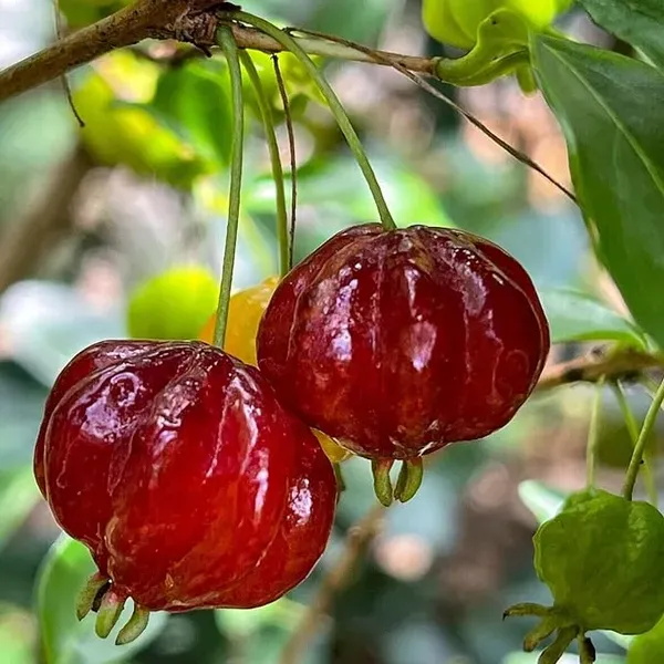 Surinam_Cherry_Cherries_Layering_Grafted_Fruit_Plant_1_2_Feet_Height