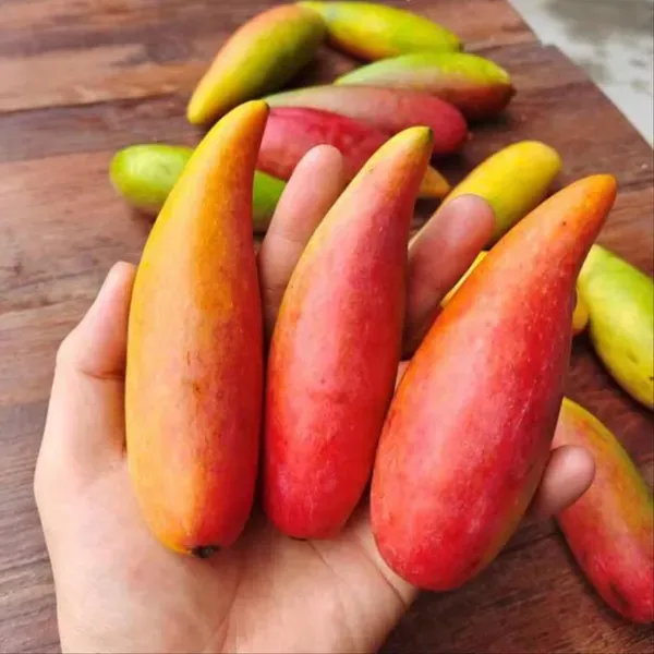 Chili_Lajiao_Mango_Aam_Grafted_Fruit_Plant_1_5_3_Feet_Height