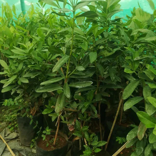 All_Spice_Pimenta_Dioica_Spice_Scented_Leaf_Spice_Plant_1_5_3_Feet_Height