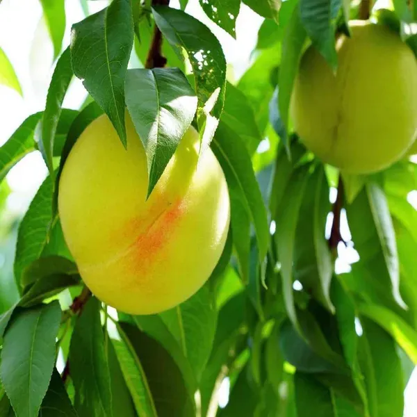 Prabhat_Peach_Grafted_Fruit_Plant_2_3_Feet_Height