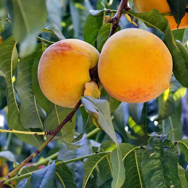 Prabhat_Peach_Grafted_Fruit_Plant_2_3_Feet_Height