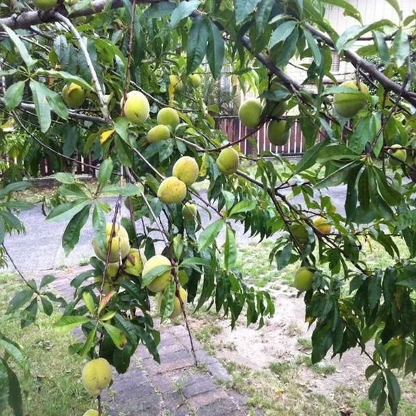 Prabhat_Peach_Grafted_Fruit_Plant_2_3_Feet_Height