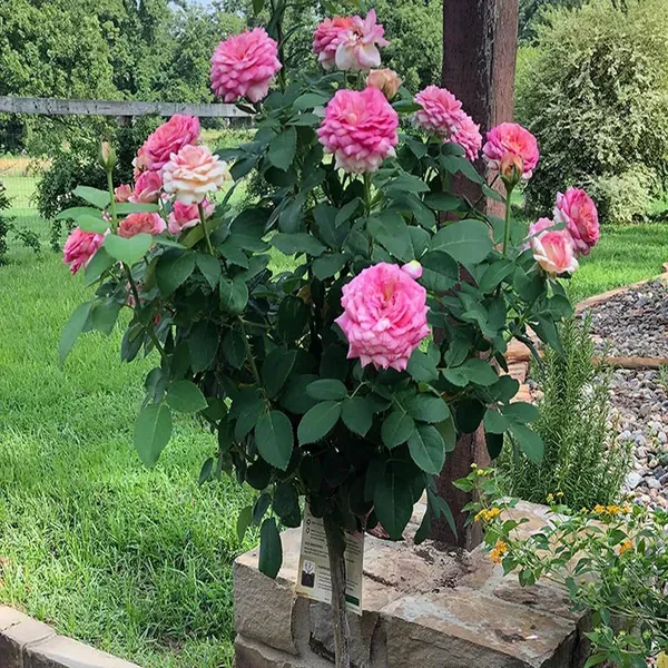 Pink_Rose_Fragrant_Flower_Plant_1_2_Feet_Height