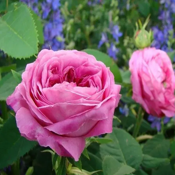 Pink_Rose_Fragrant_Flower_Plant_1_2_Feet_Height