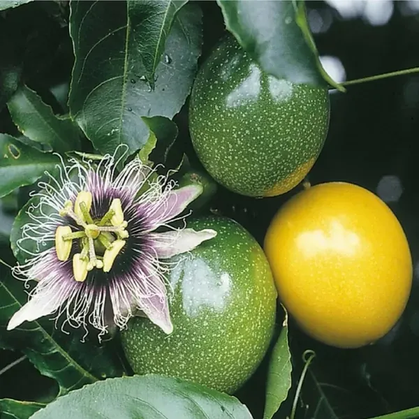 Passion_Fruit_Climbing_Plant