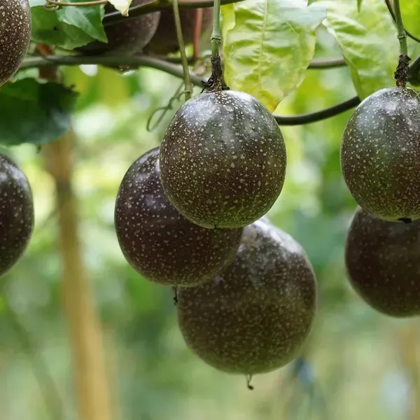 Passion_Fruit_Climbing_Plant