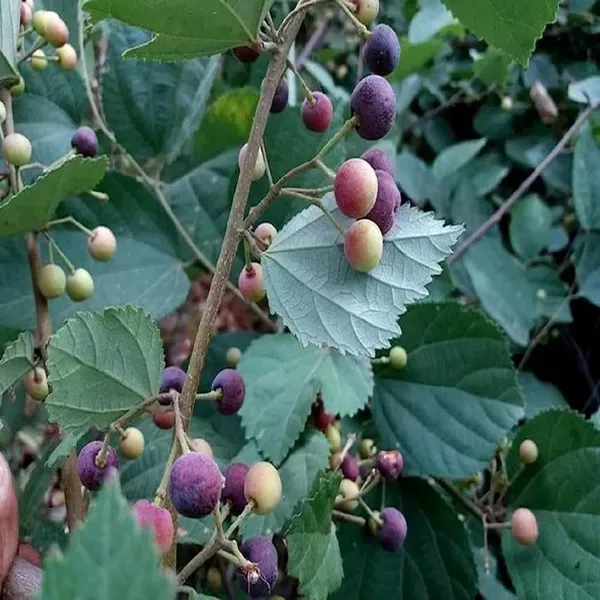 Phalsa_Falsa_Berry_Layering_Grafted_Fruit_Plant_1_5_2_Feet_Height
