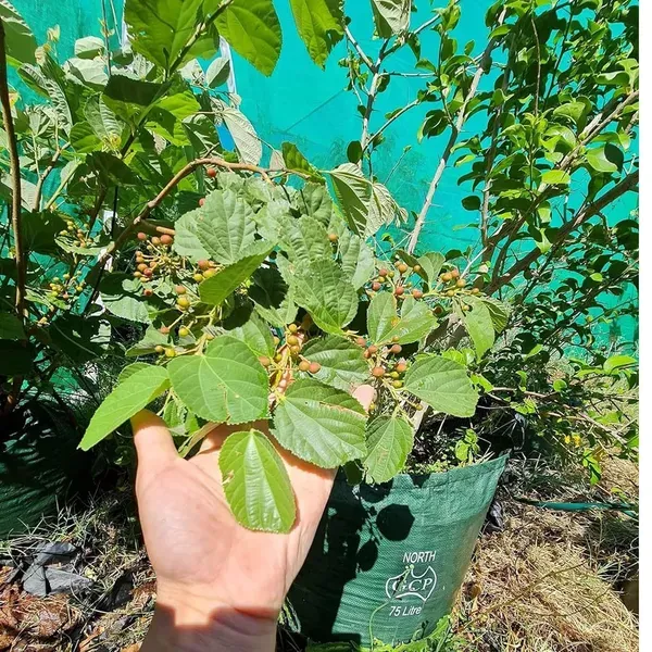 Phalsa_Falsa_Berry_Layering_Grafted_Fruit_Plant_1_5_2_Feet_Height
