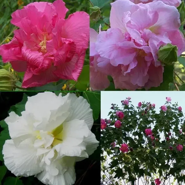 Double_Petal_Cotton_Rose_Hibiscus_Mutabilis_Color_Changing_Flower_Plant_1