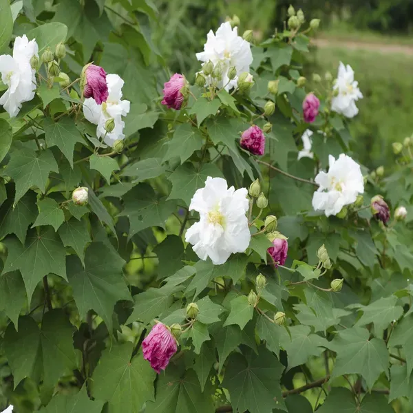 Double_Petal_Cotton_Rose_Hibiscus_Mutabilis_Color_Changing_Flower_Plant_1
