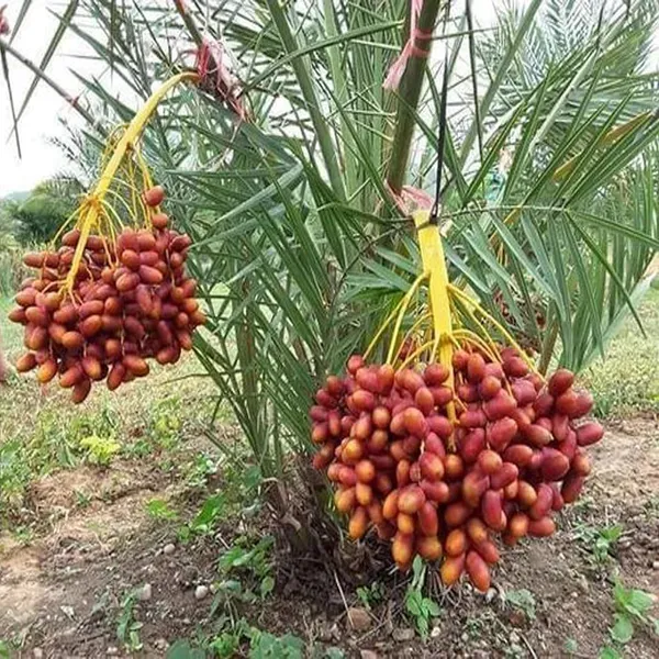 Deglet_Noor_Dates_Palm_Arabian_Khurma_Khajoor_Dwarf_Fruit_Plant_1_5_3_Feet