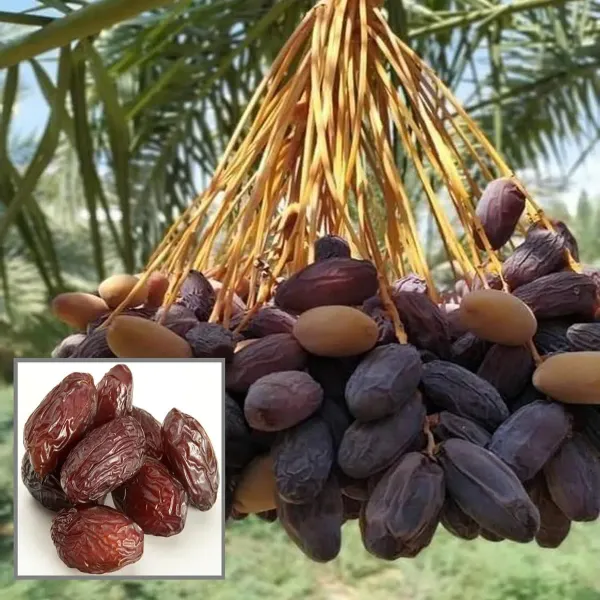 Deglet_Noor_Dates_Palm_Arabian_Khurma_Khajoor_Dwarf_Fruit_Plant_1_5_3_Feet