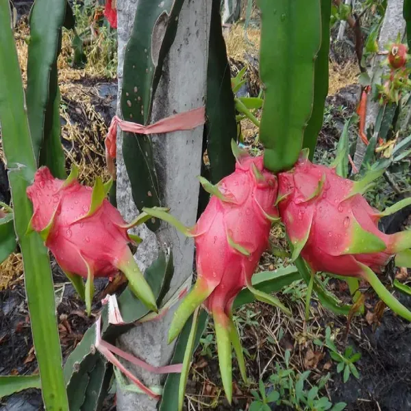 White_Dragon_Fruit_Cutting_Grafted_Fruit_Plant_1_2_Feet_Height